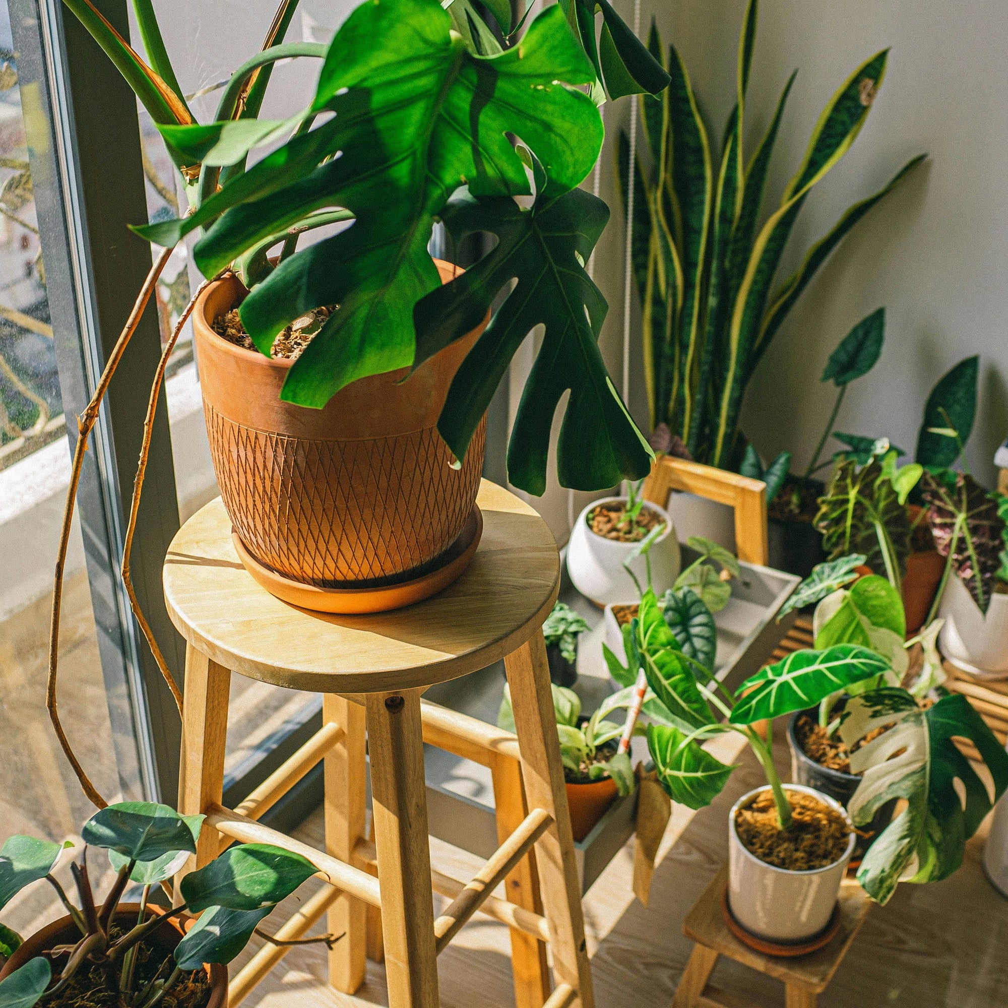 Plant Growing Supplies