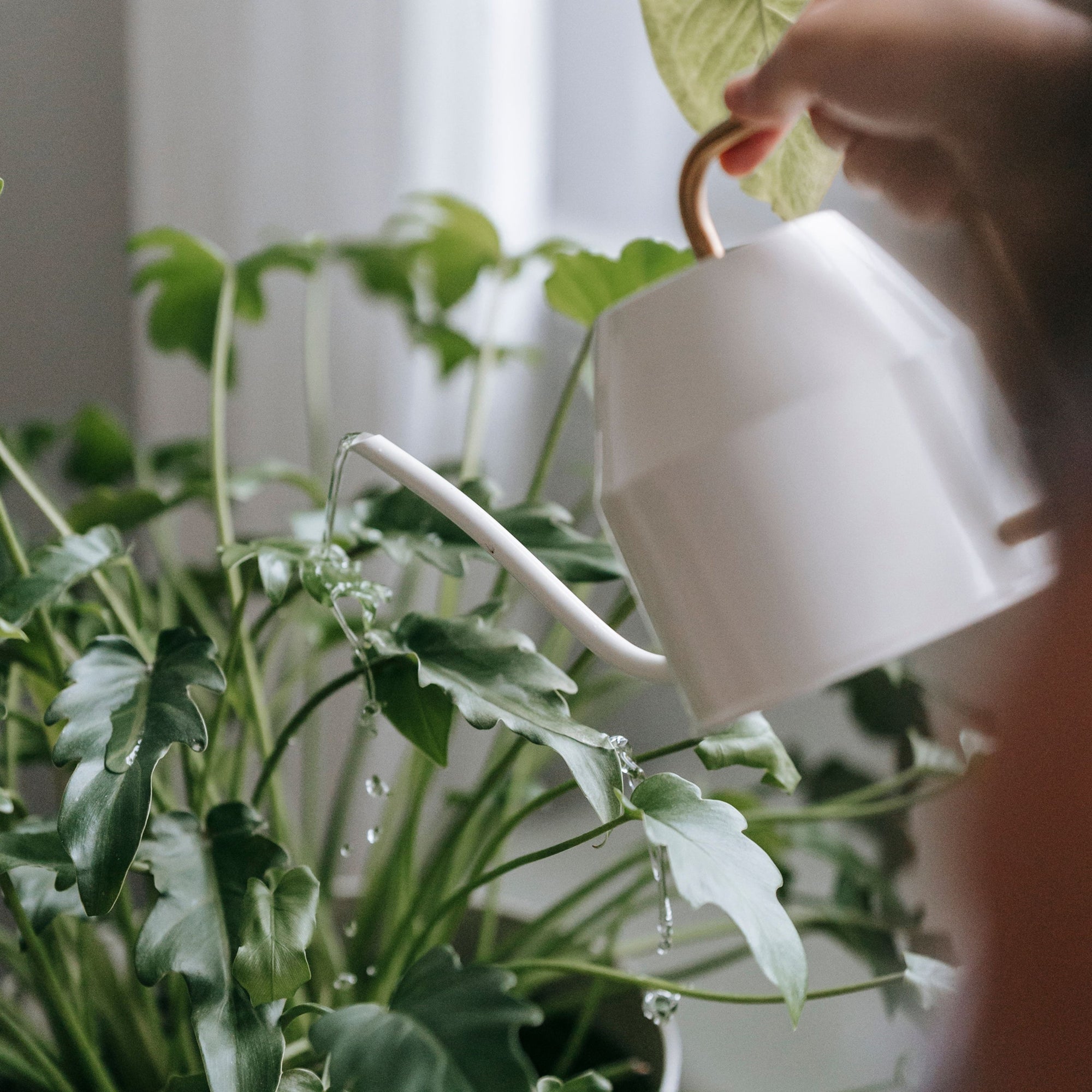 Indoor Plant Care