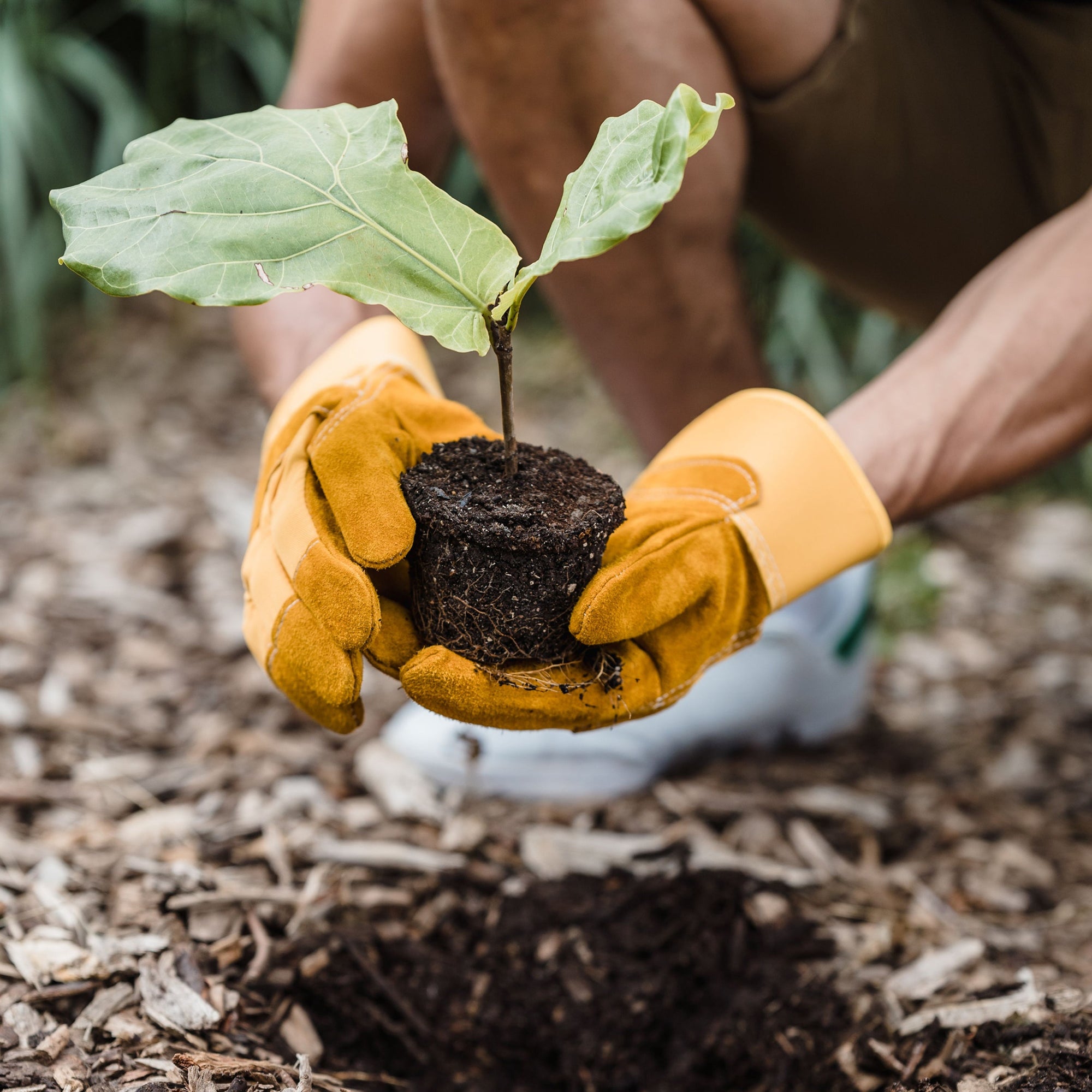 Plant Care & Growing