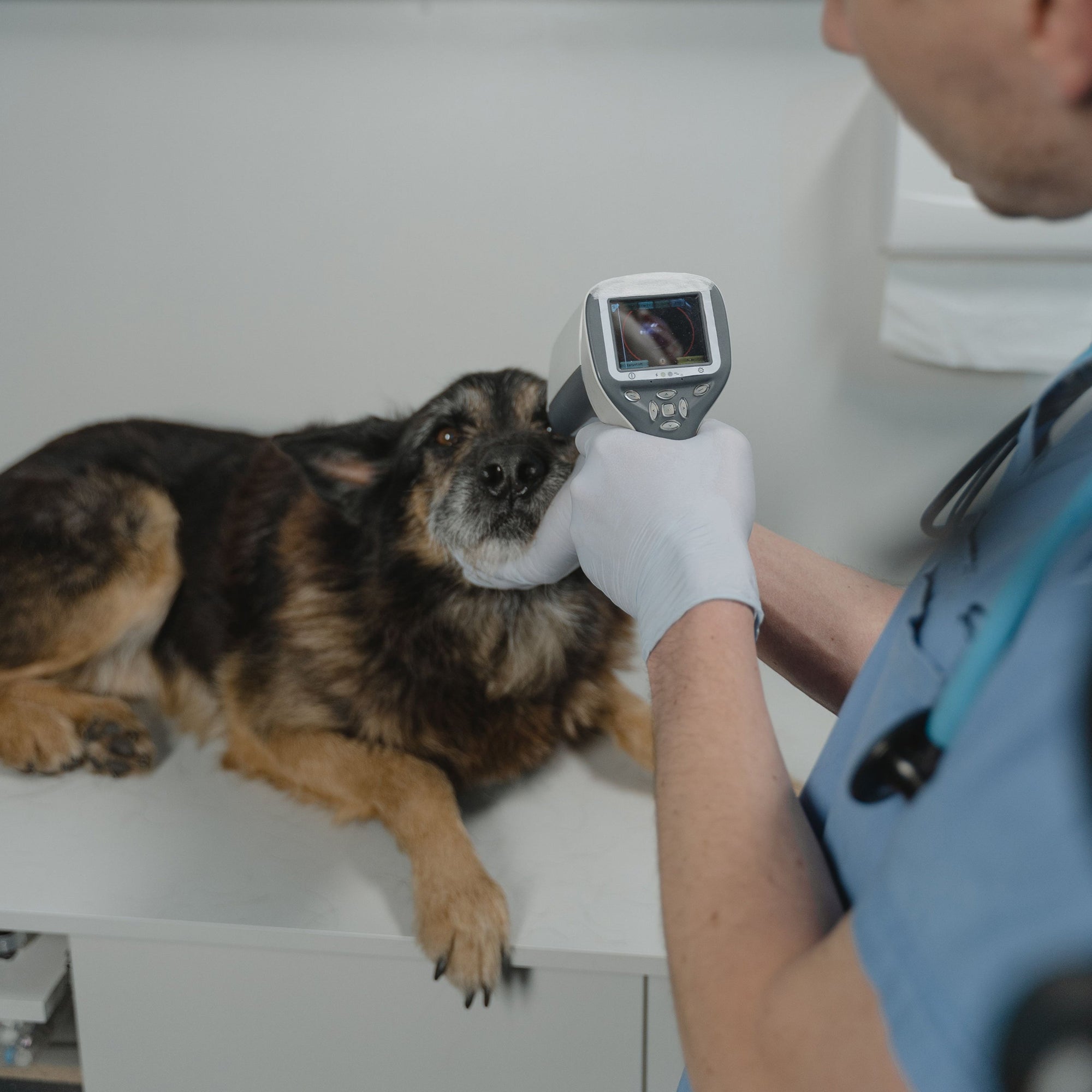 Pet Health Accessories
