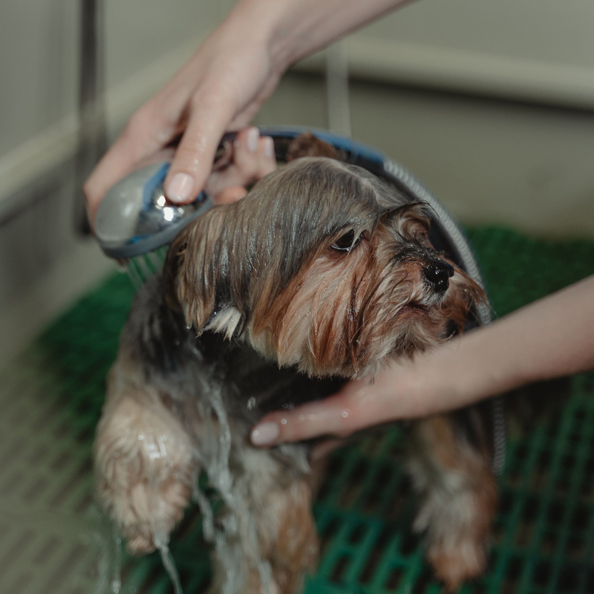 Pet Grooming & Travel