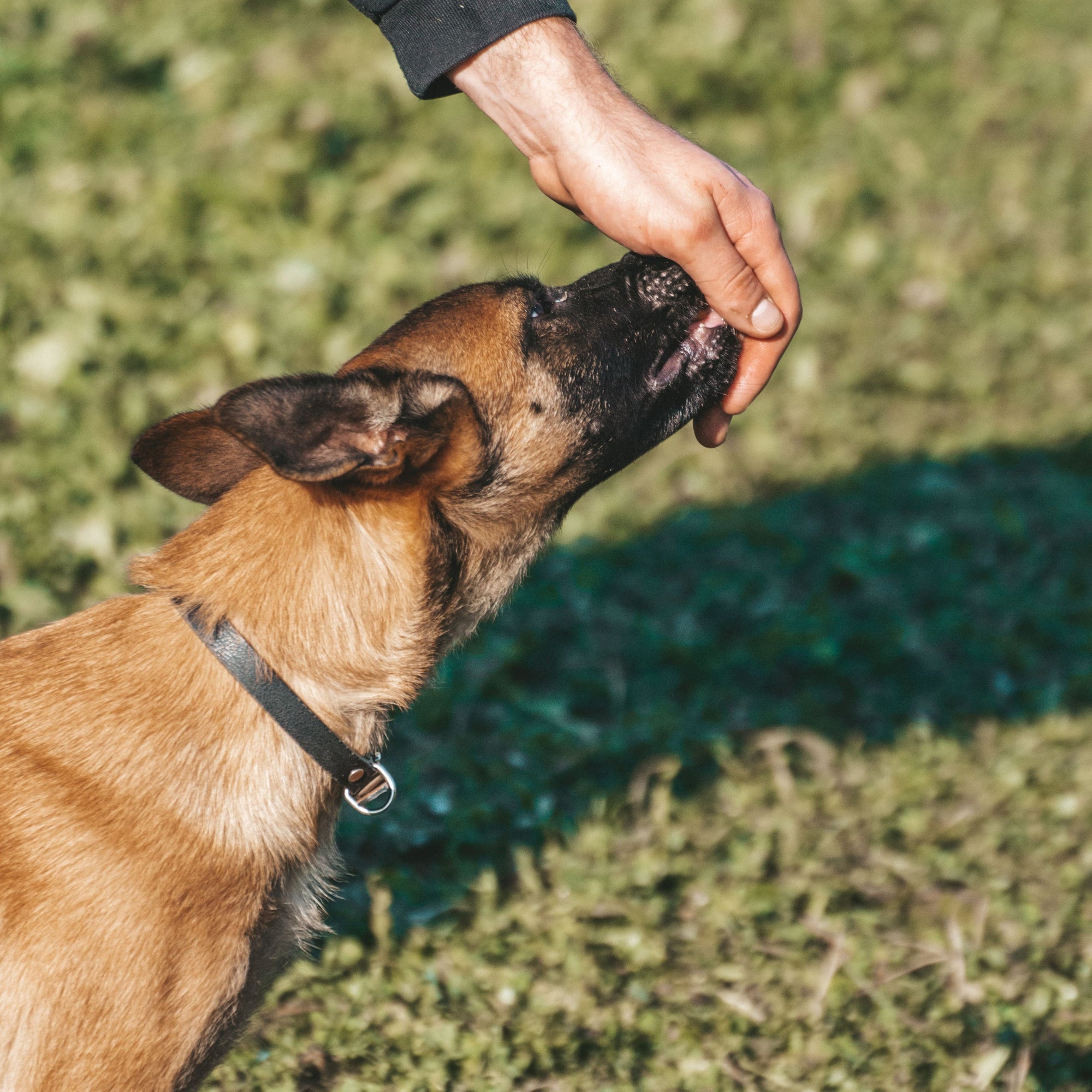 Pet Safety & Training