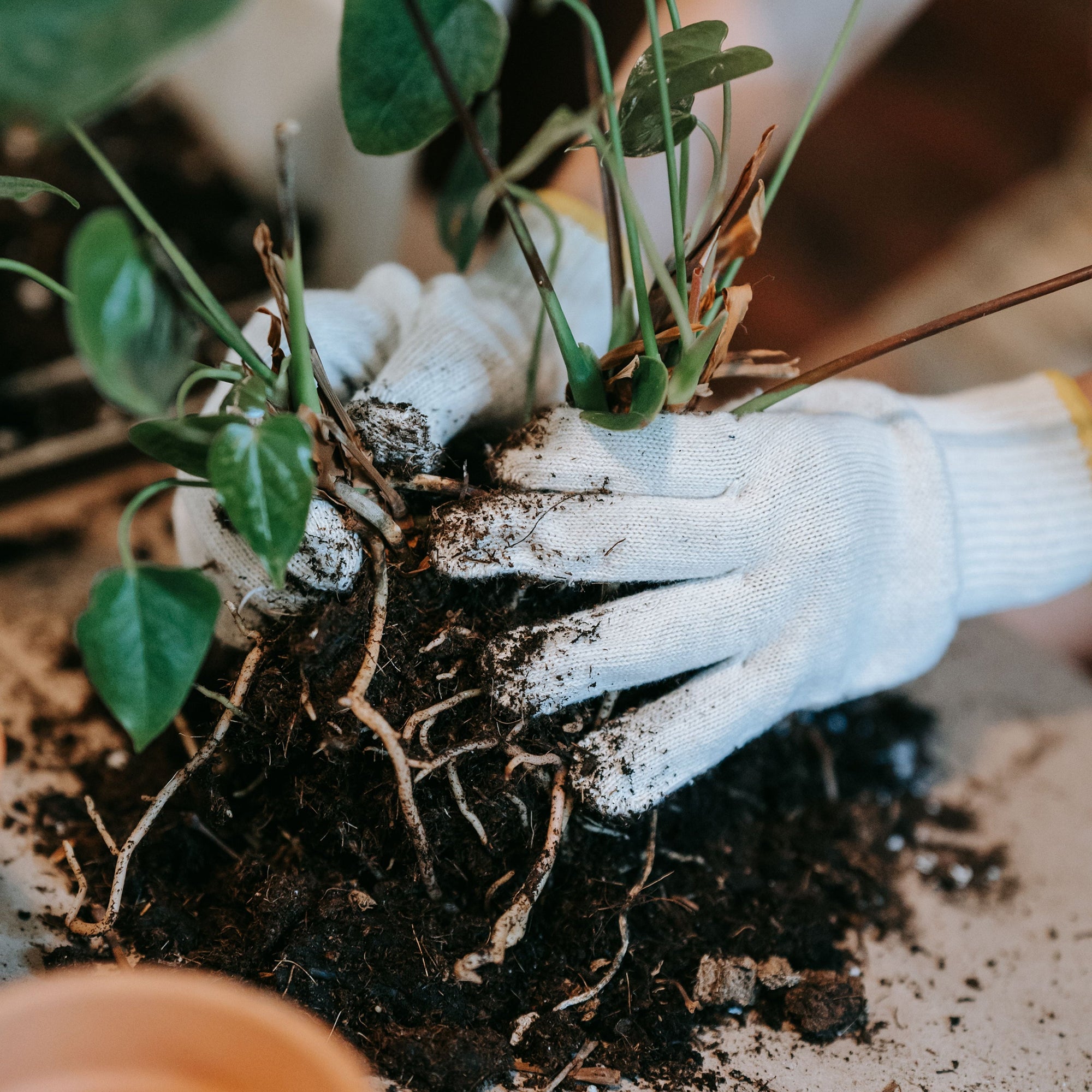 Soil & Plant Maintenance
